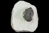 Bargain, Metacanthina Trilobite - Lghaft, Morocco #74150-1